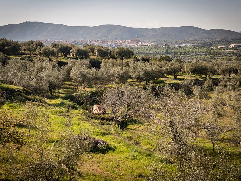 Ruta literària i cata d'oli i productes Pobill Ecològics · foto 2