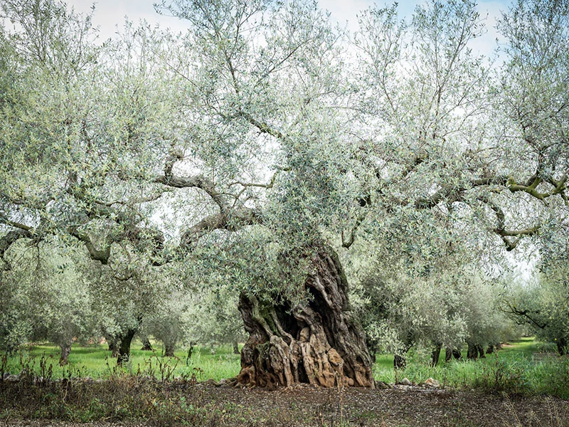 Visita a les oliveres mil·lenàries, cata d'oli i visita a l'Almàssera Cervol · foto 2