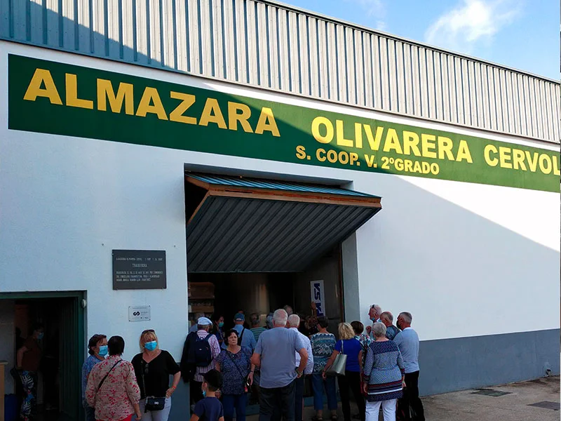 Visita a les oliveres mil·lenàries, cata d'oli i visita a l'Almàssera Cervol · foto 6