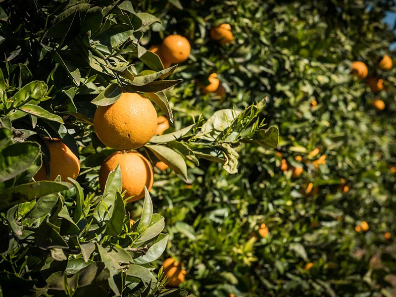 Visita el primer dia de collita de les mandarines Pobill Ecològics · foto 1