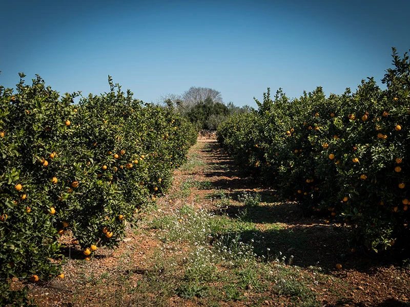 Visita el primer dia de collita de les mandarines Pobill Ecològics · foto 3
